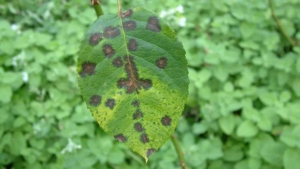 Black Spots on Leaves description
