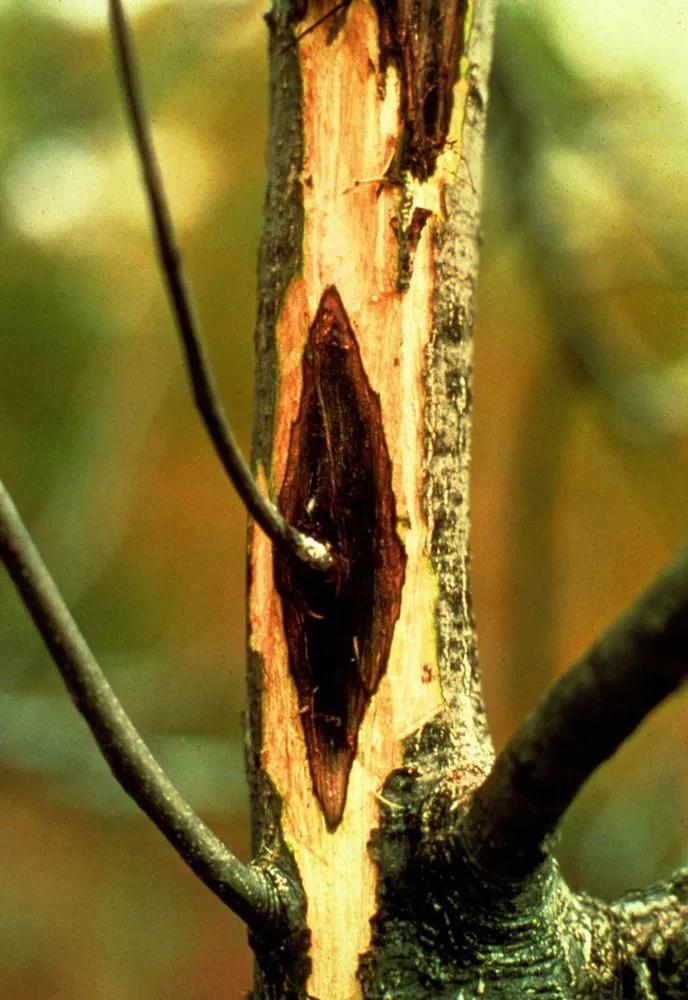 Tree Canker Disease main
