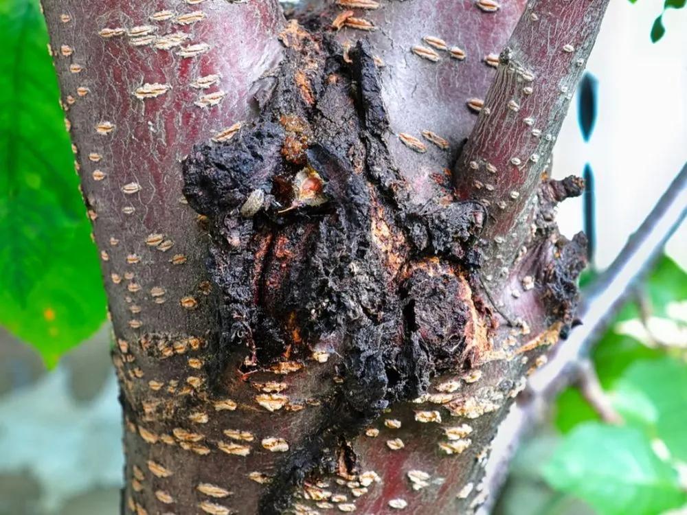 Tree Canker Disease description