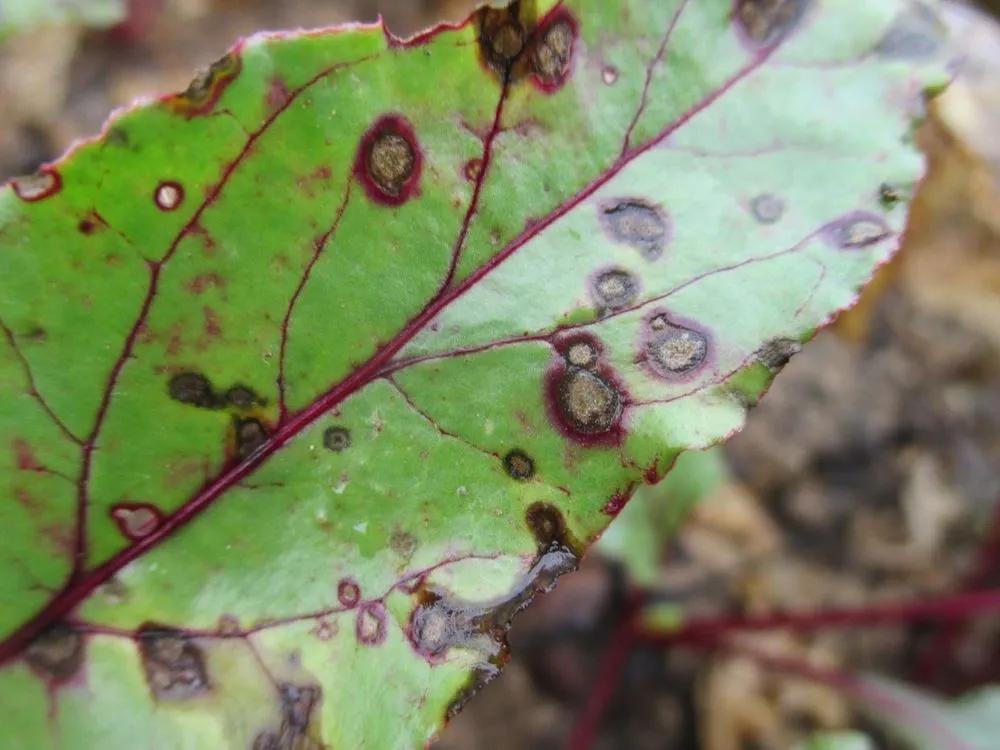 Cercospora Leaf Spot Treatment  main
