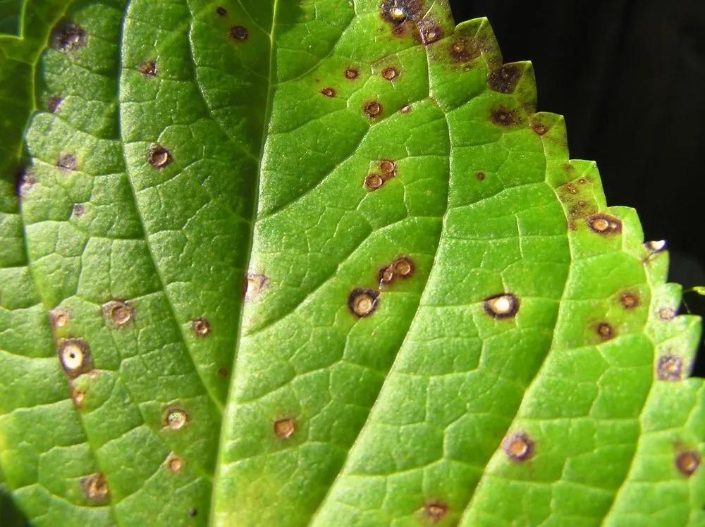 Cercospora Leaf Spot Treatment  description