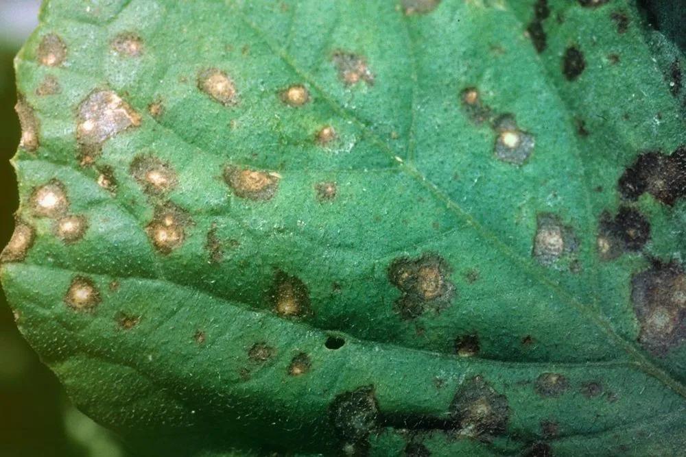 Cercospora Leaf Spot Treatment  description sm photo