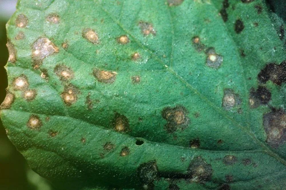 Disease image