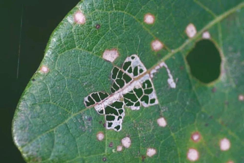 Disease image