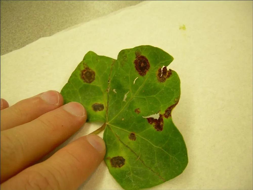 Disease image