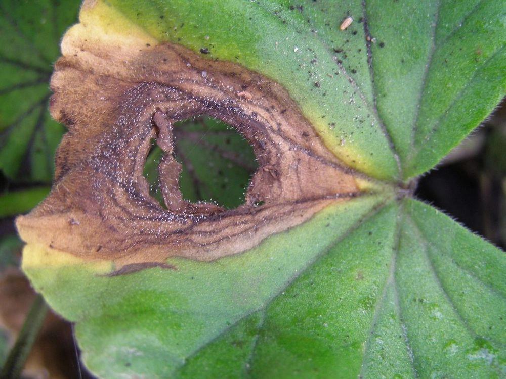 Gray Mold on Plants (Botrytis Blight) description sm photo