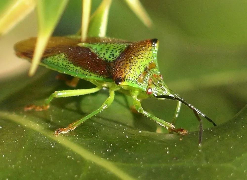 Hemiptera description