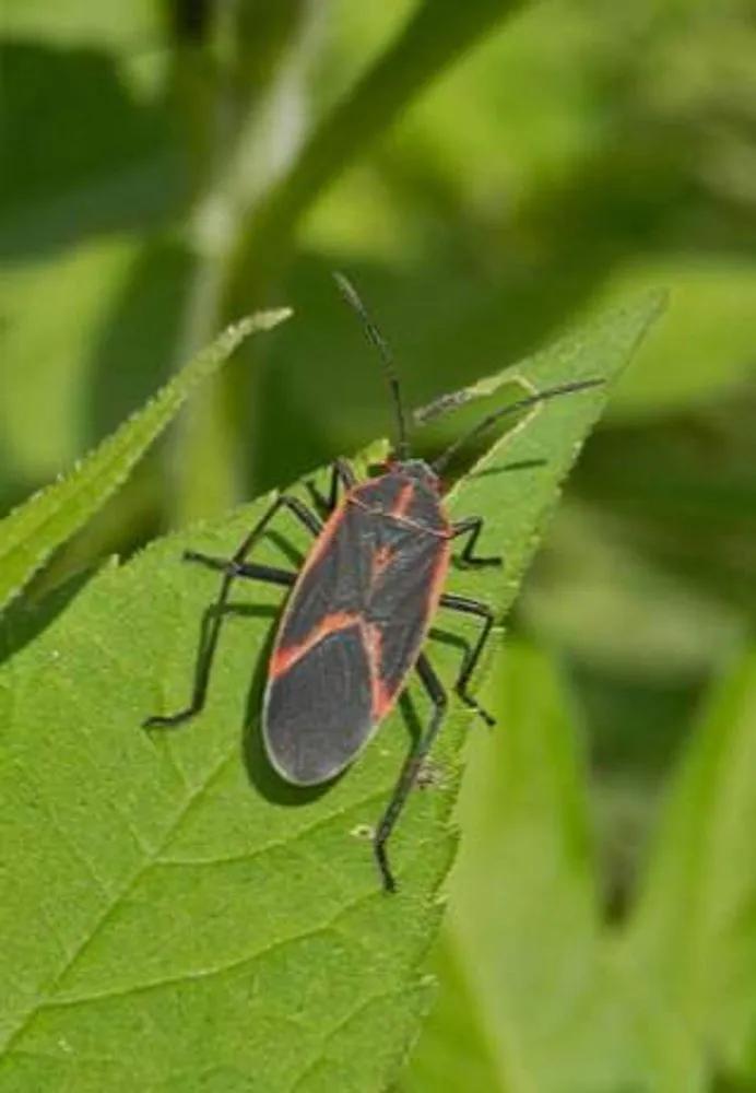 Hemiptera main