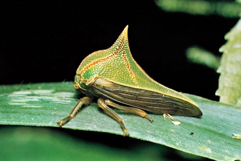 Homoptera description