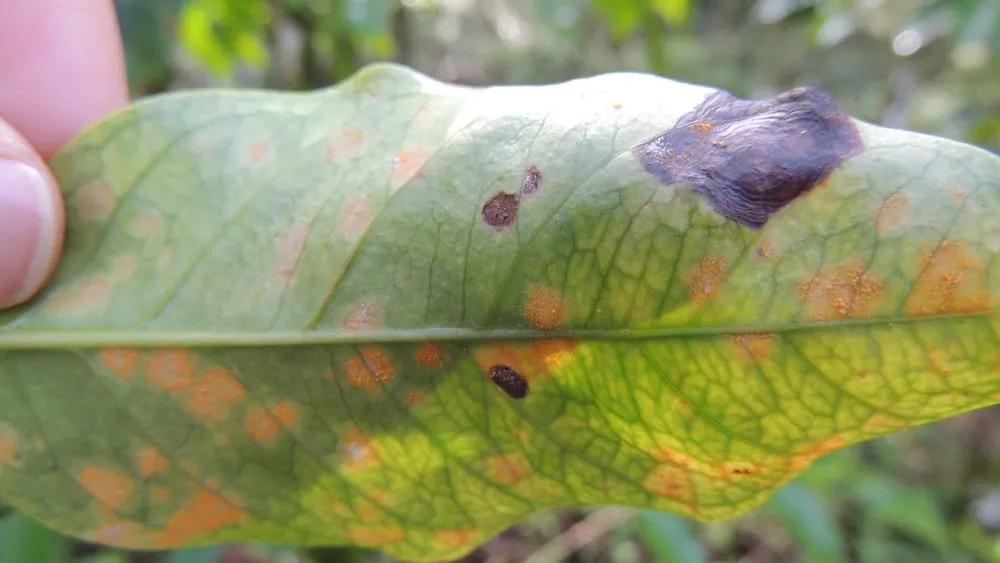 Rust Spots on Leaves description