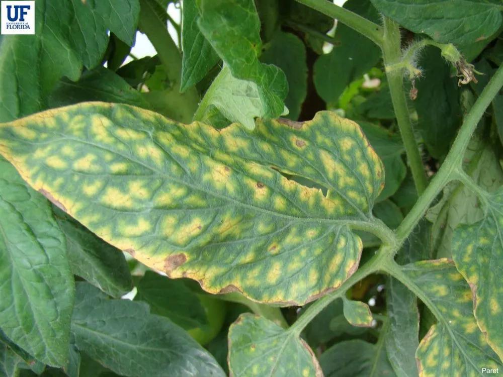 Disease image