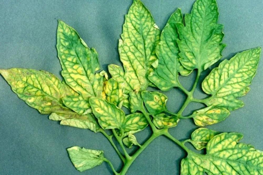 Disease image