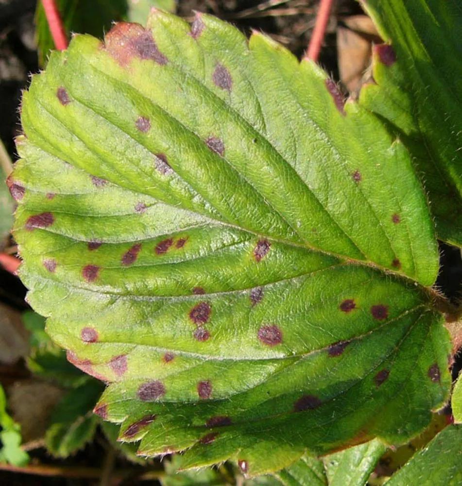 Disease image