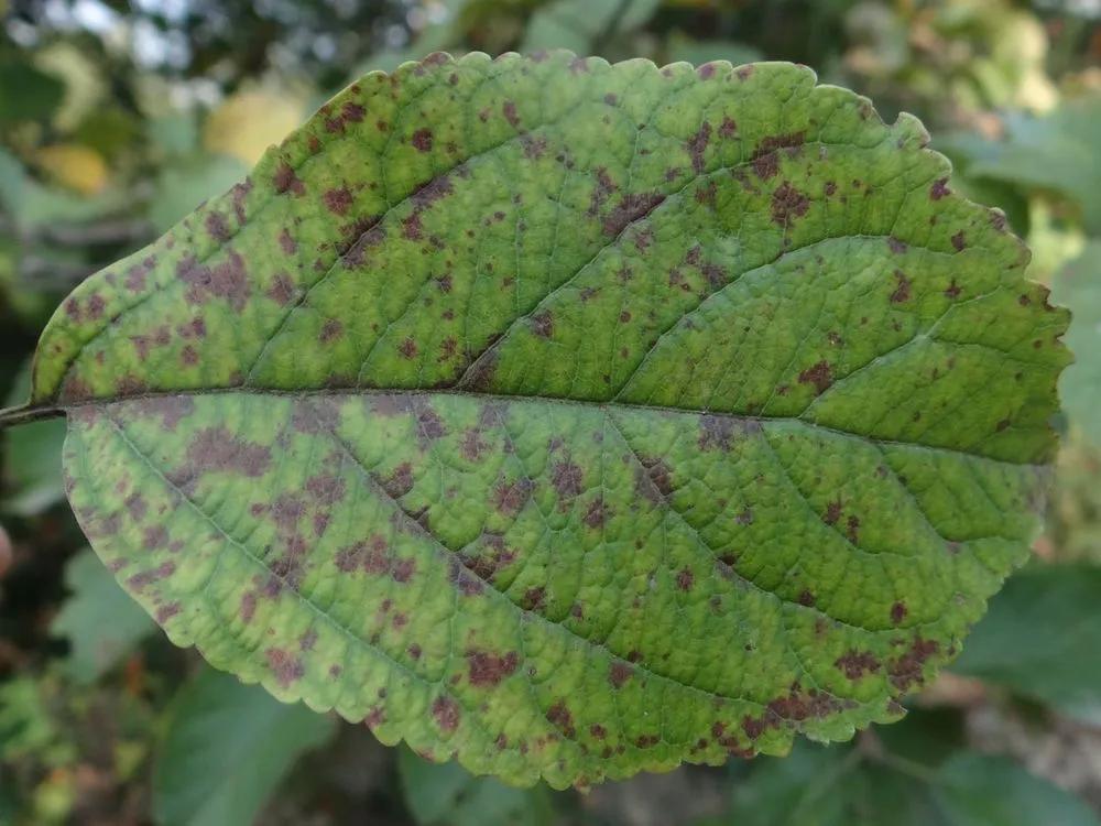 Disease image