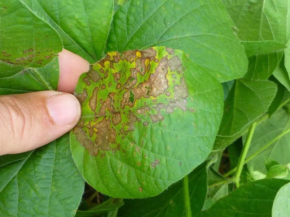 Disease image