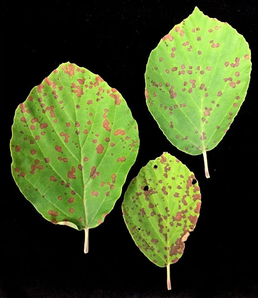 Phyllosticta Leaf Spot in Plants main