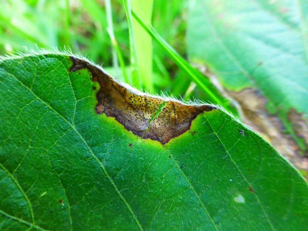 Phyllosticta Leaf Spot in Plants description sm photo