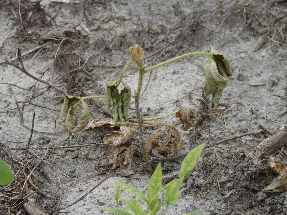 Rhizoctonia Blight, Rot and Damping-off description