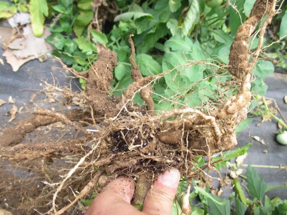 Root Knot Nematodes Treatment main