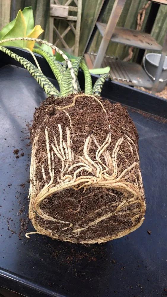 Root Rot In Plants main