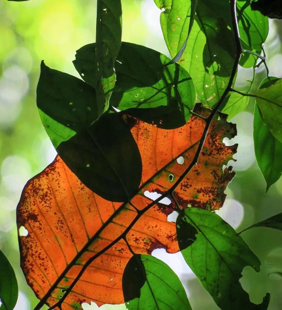 Leaf Senescence in Plants main