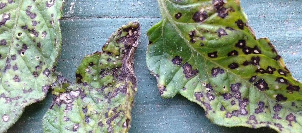 Septoria Leaf Spot Treatment  description