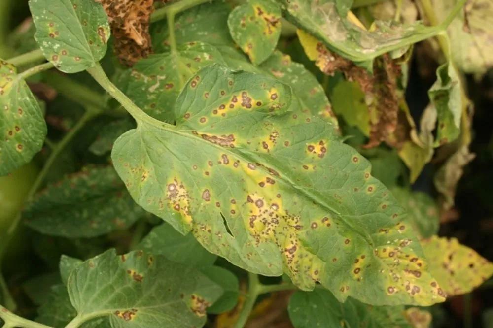 Disease image