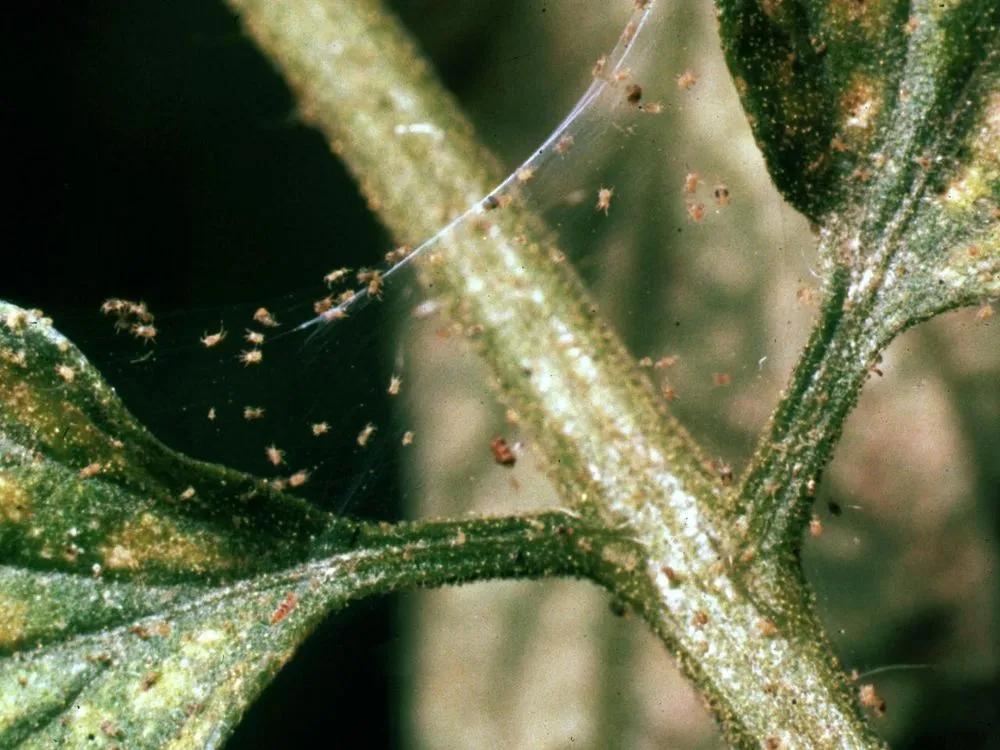 Disease image