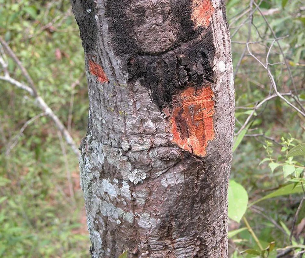 Disease image