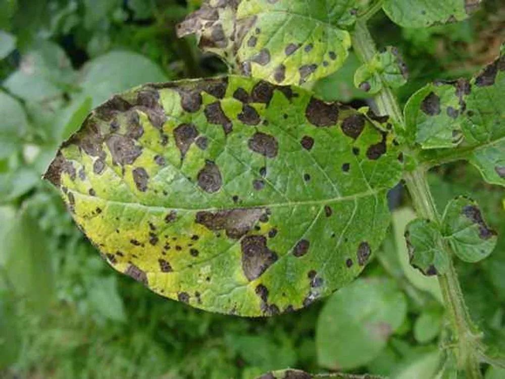 Disease image