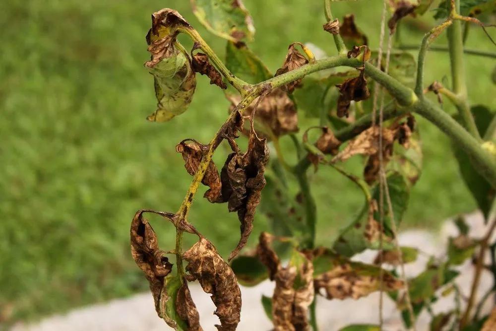 Disease image