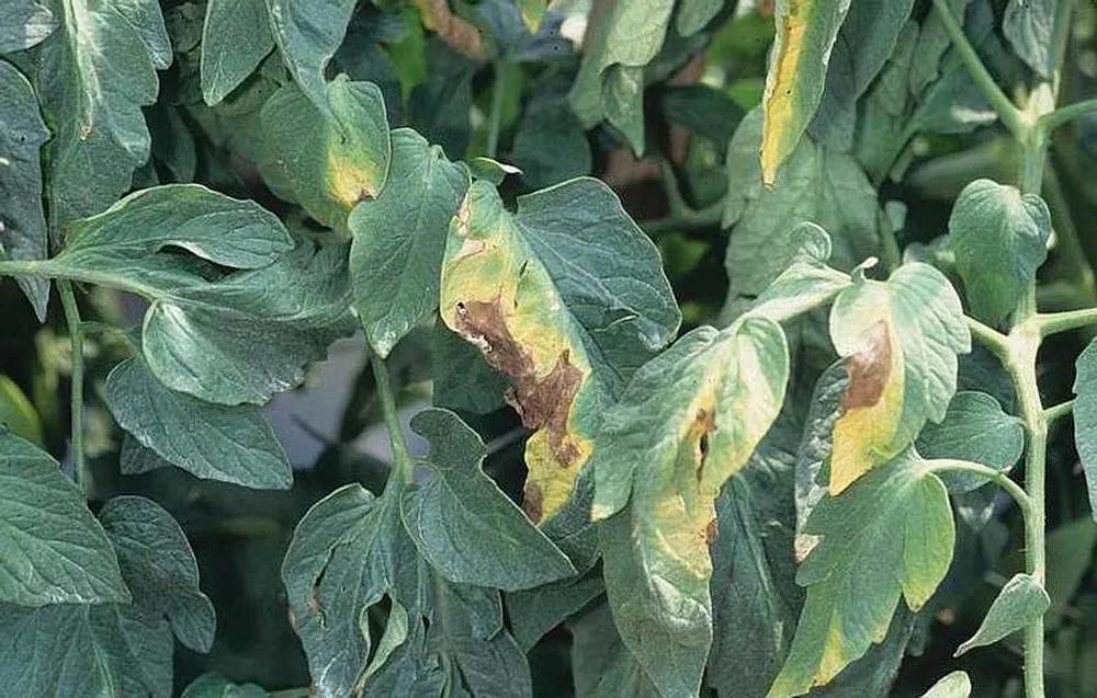 Disease image