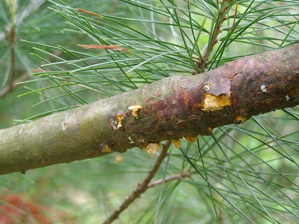 White Pine Blister Rust Treatment description sm photo