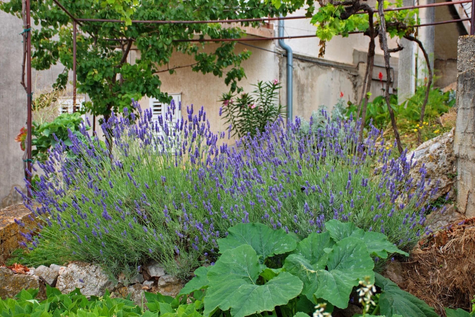 Lavender in a Garden