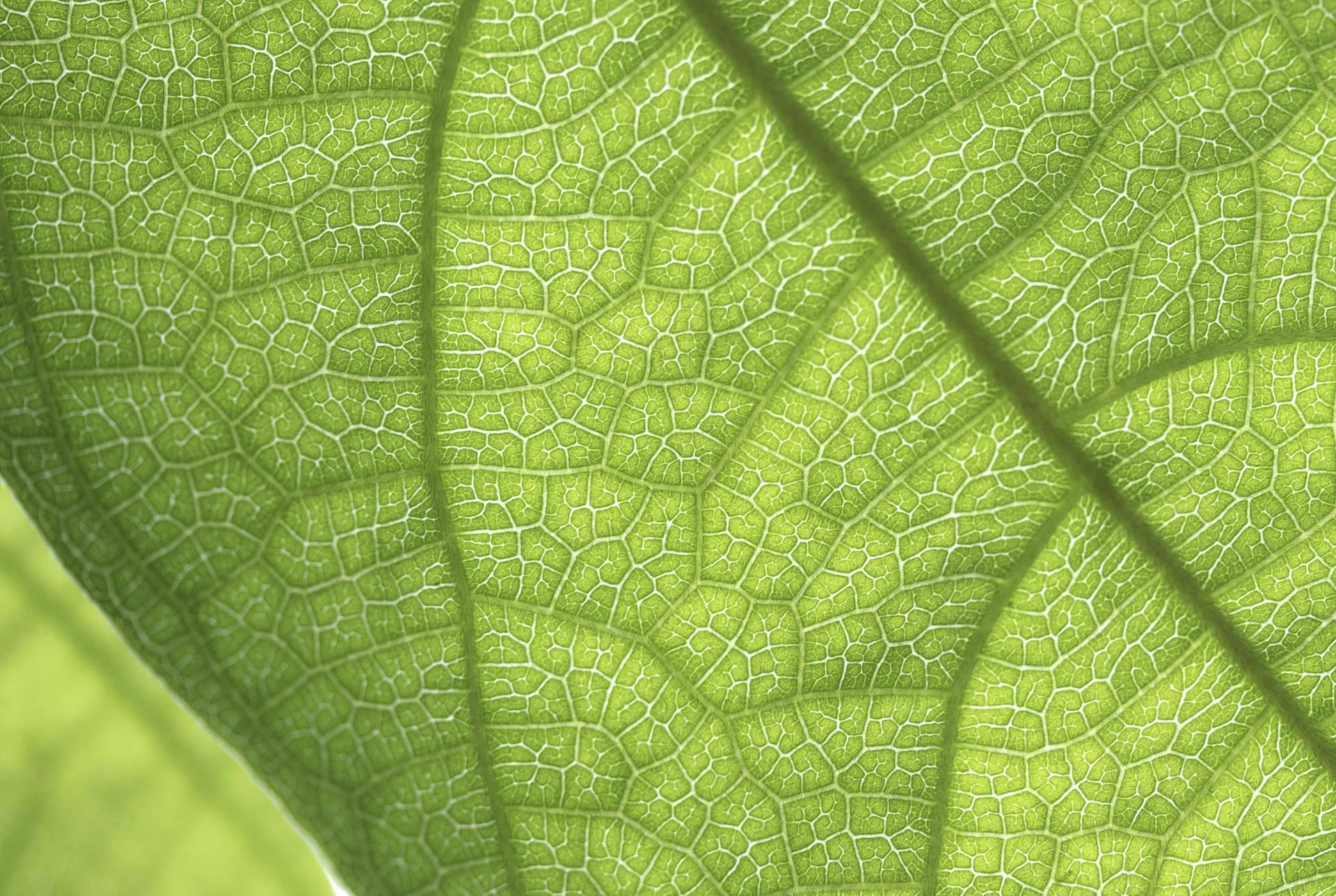 Cell Structure of a Leaf