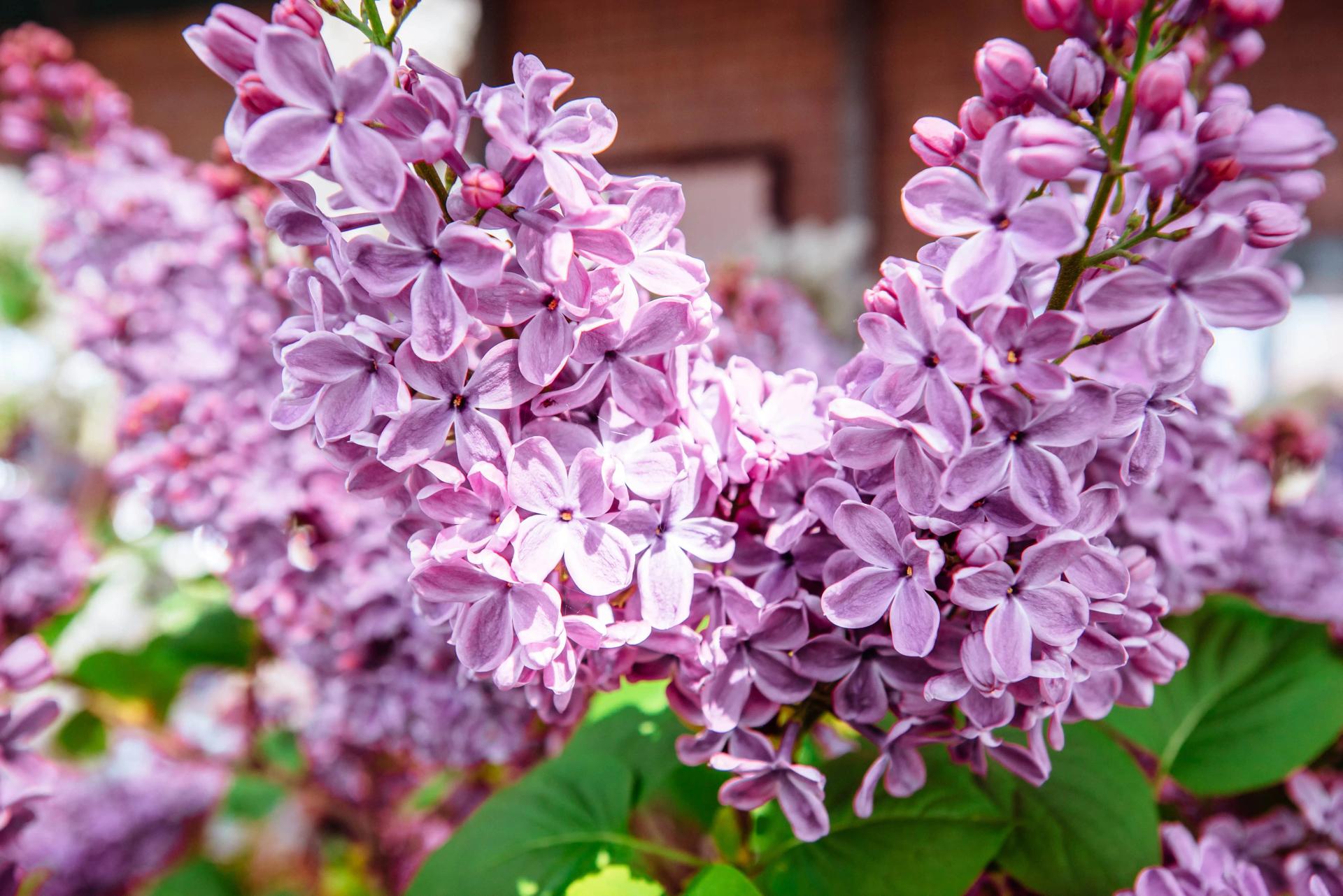 Purple Lilac Bouquet