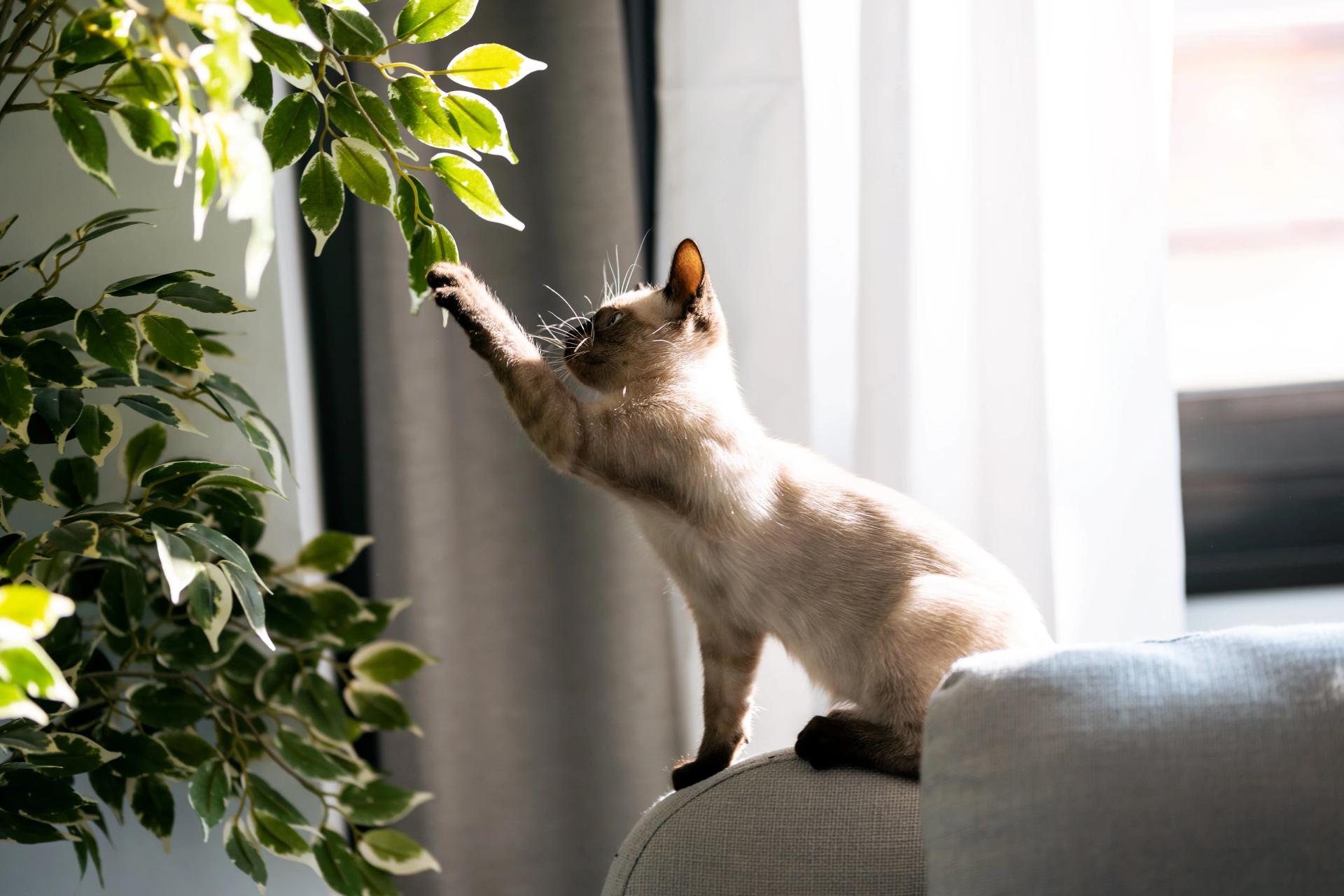 Cat Touching a Plant