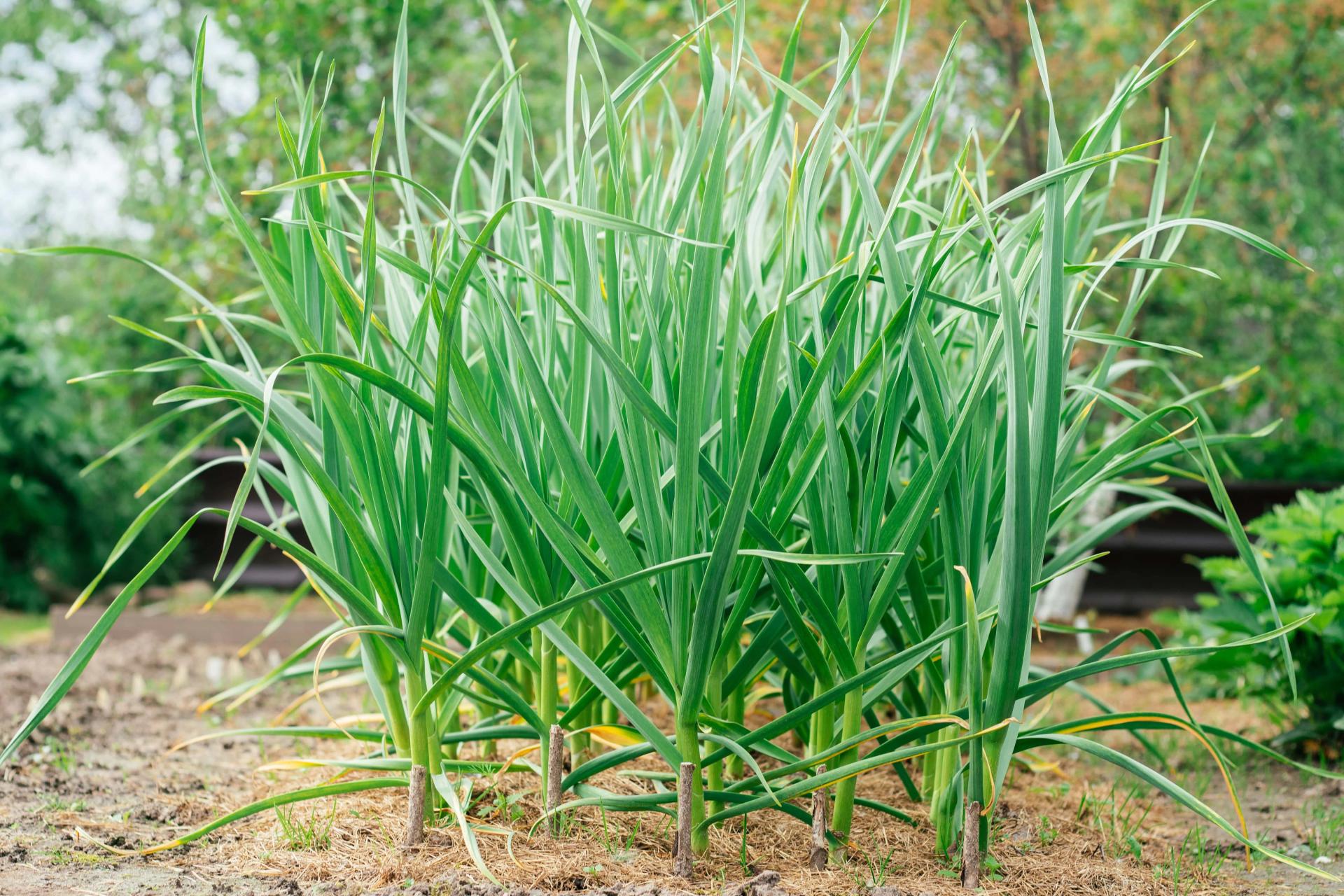 Garlic Growing in the Garden Garlic Growing in the Garden