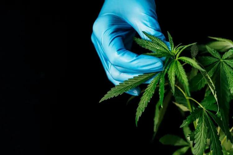 Top Cannabis Plant Diseases