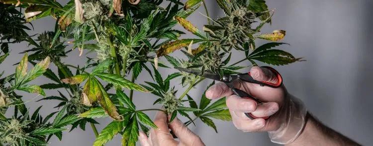 When to Harvest Cannabis – Full Guide