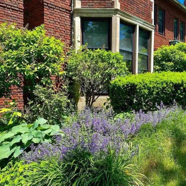 Russian-sage