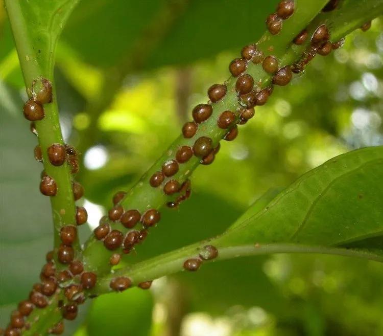Disease image