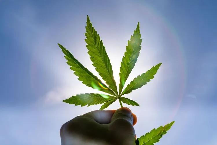 Where to grow cannabis