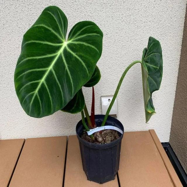 Philodendron Radiante