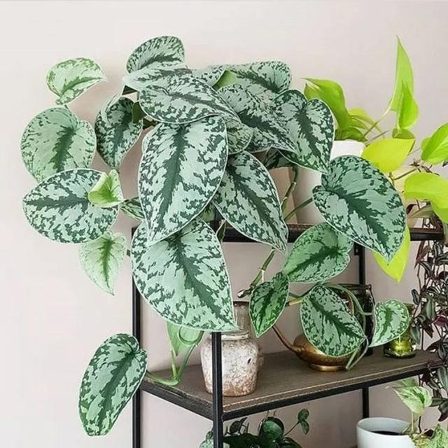 Silver cloud philodendron