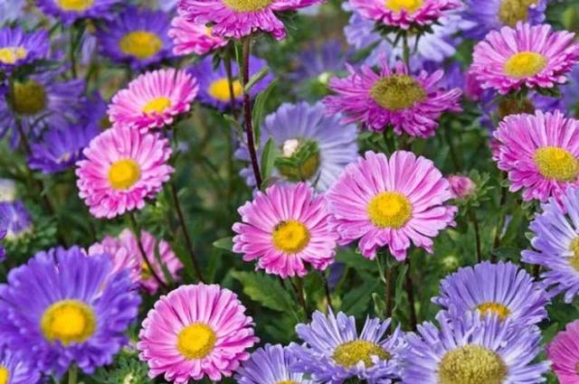 Annual aster