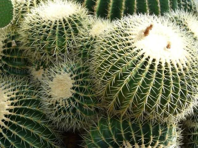 Urchin Cactus