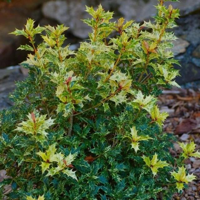 Holly Osmanthus