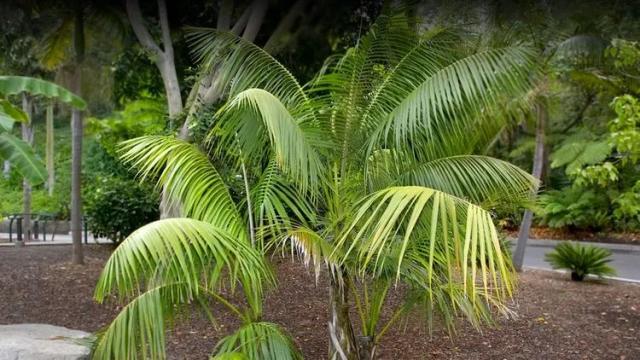 Hawaiian Kentia Palm