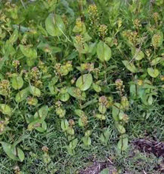 Clasping Pepperweed
